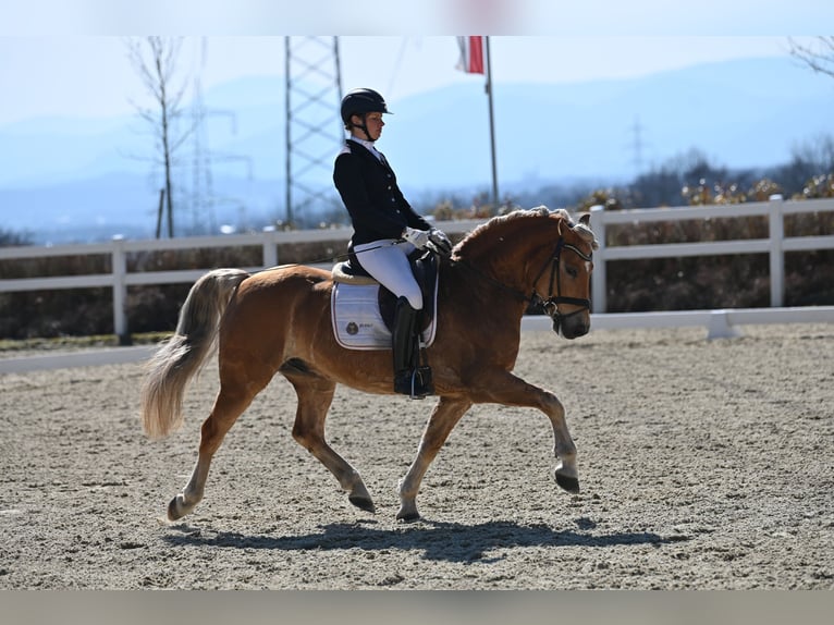 Haflinger Wallach 9 Jahre 147 cm Fuchs in Friesach