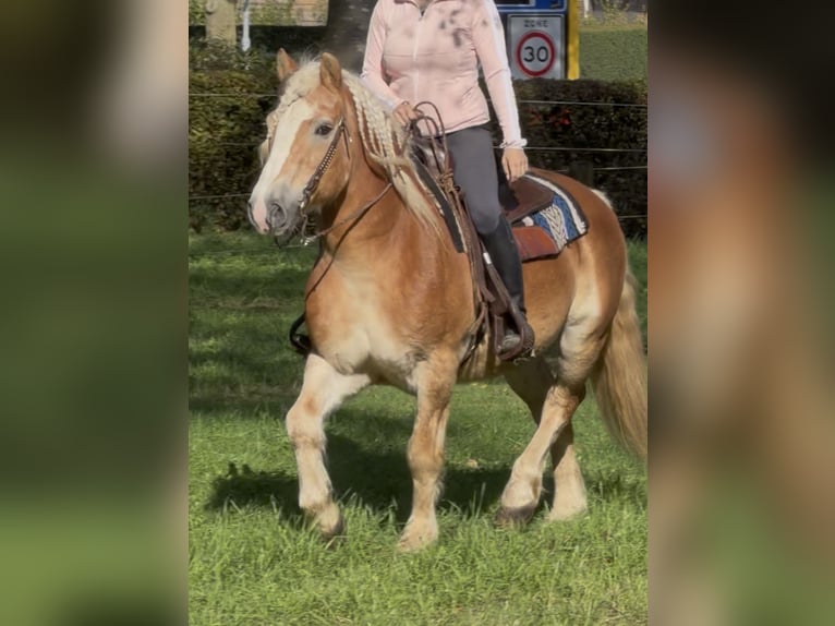 Haflinger Wallach 9 Jahre 149 cm Fuchs in Nettetal