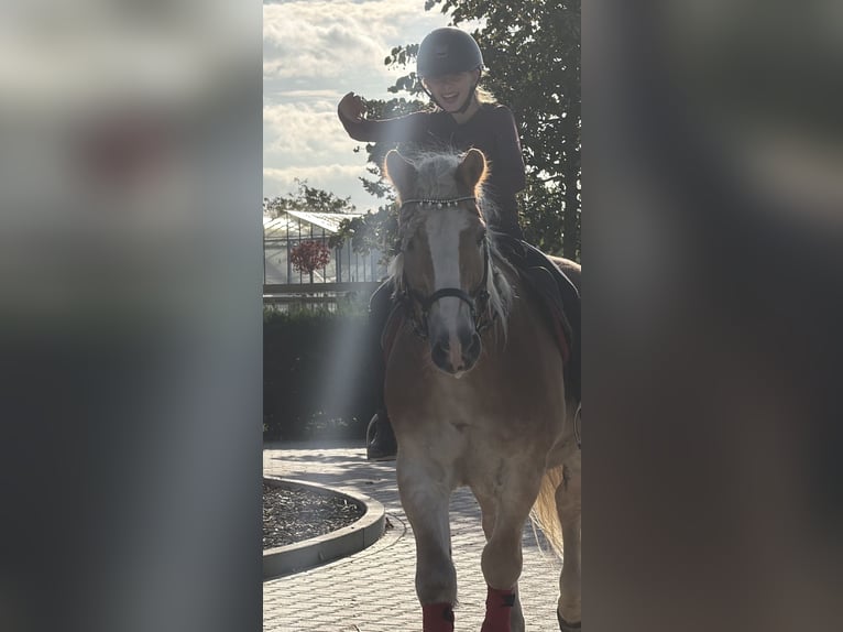 Haflinger Wallach 9 Jahre 149 cm Fuchs in Nettetal