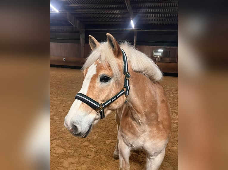 Haflinger Wallach 9 Jahre 150 cm  in Neuendettelsau