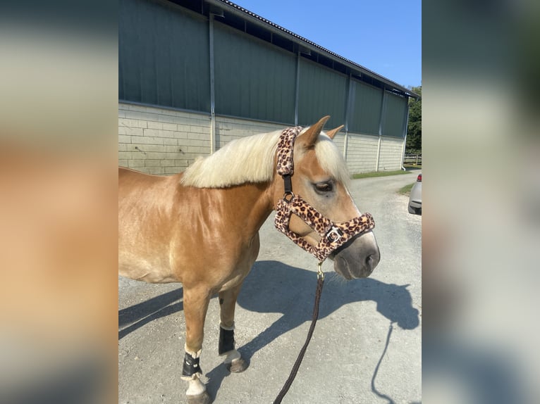 Haflinger Wallach 9 Jahre 150 cm Fuchs in Moosburh