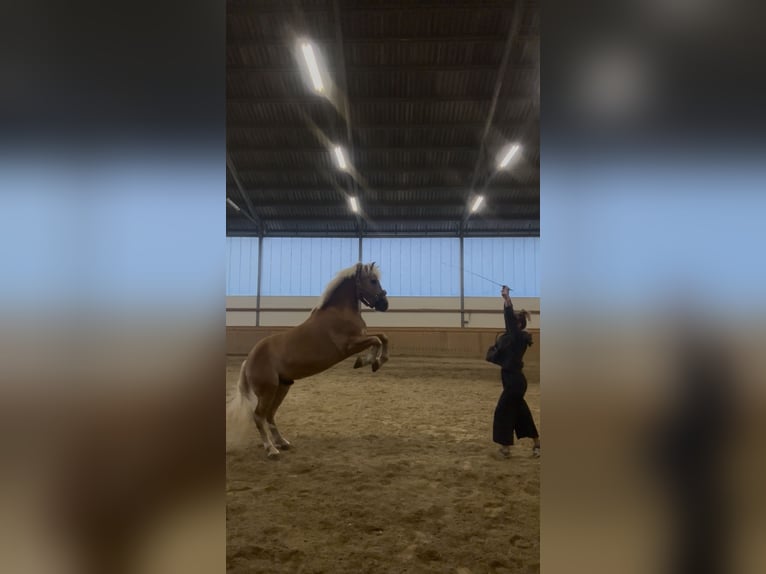 Haflinger Wallach 9 Jahre 150 cm Fuchs in Moosburh