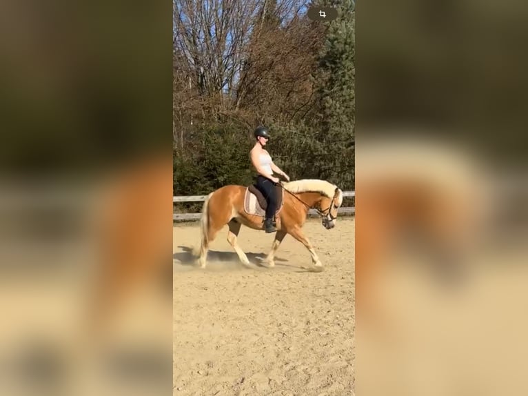 Haflinger Wallach 9 Jahre 150 cm Fuchs in Moosburh
