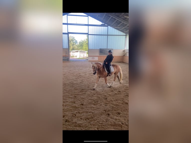 Haflinger Wallach 9 Jahre 150 cm Fuchs in Moosburh