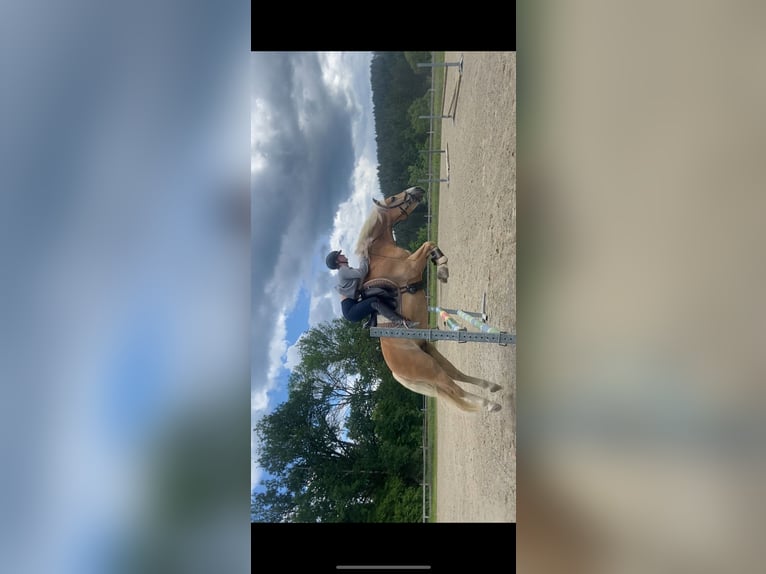 Haflinger Wallach 9 Jahre 150 cm Fuchs in Moosburh