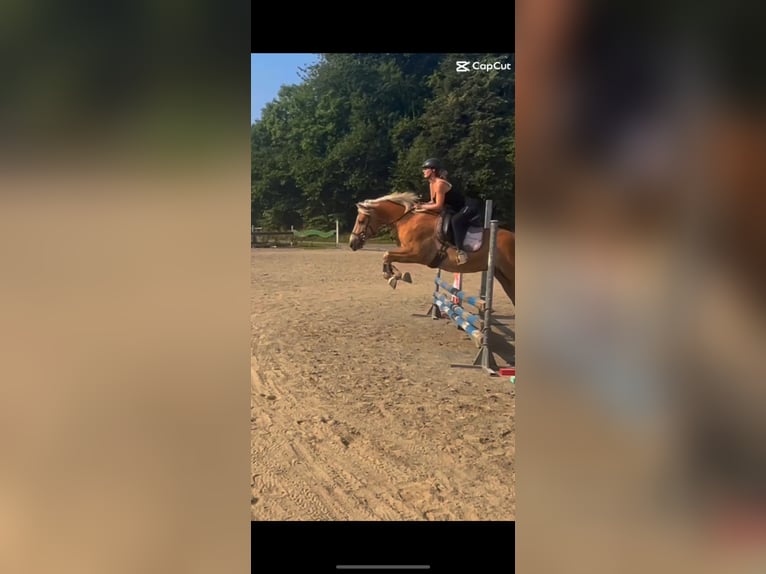 Haflinger Wallach 9 Jahre 150 cm Fuchs in Moosburh