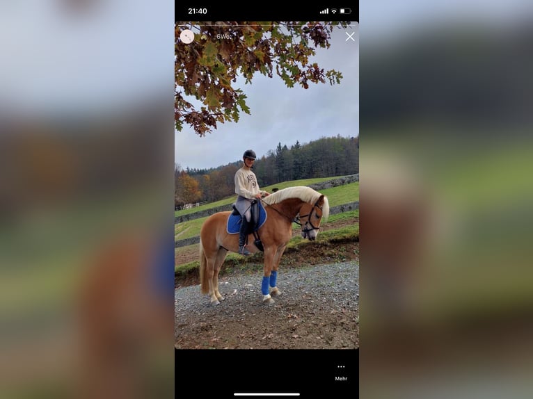Haflinger Wallach 9 Jahre 150 cm Fuchs in Moosburh