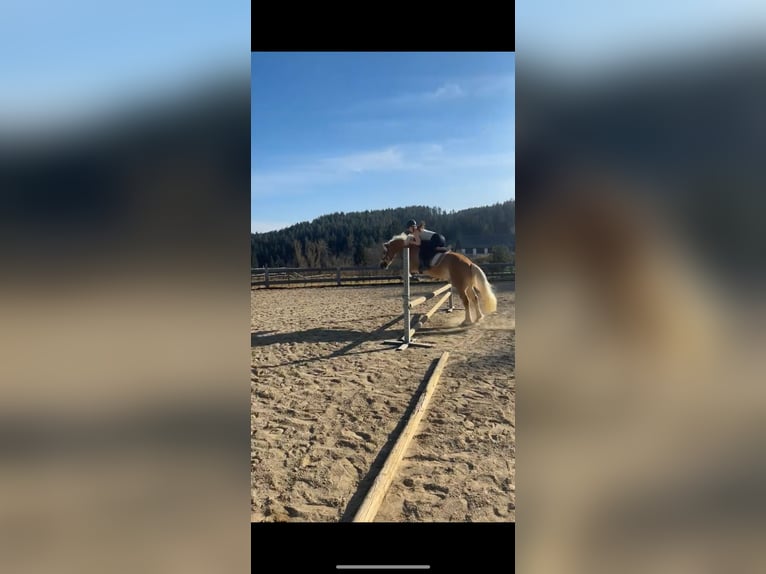 Haflinger Wallach 9 Jahre 150 cm Fuchs in Moosburh