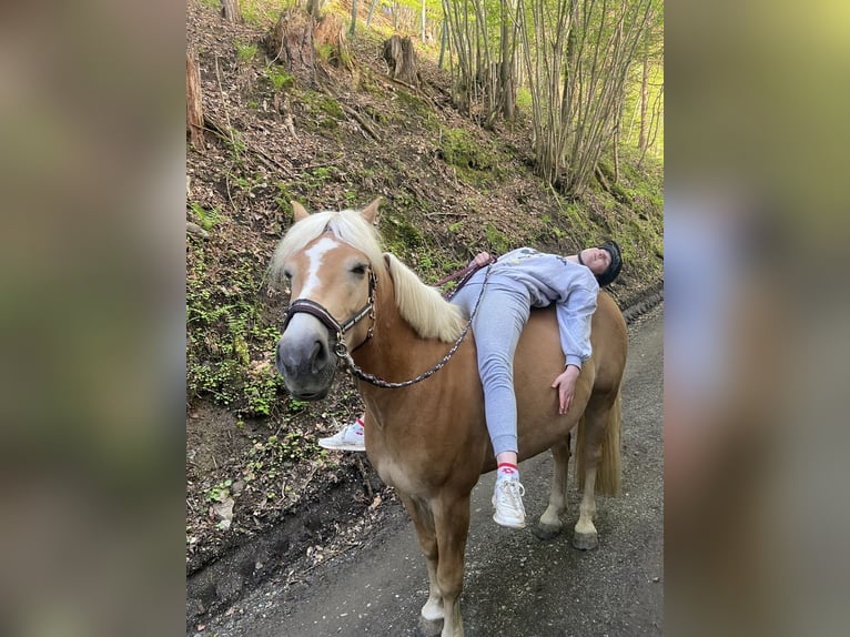 Haflinger Wallach 9 Jahre 150 cm Fuchs in Moosburh