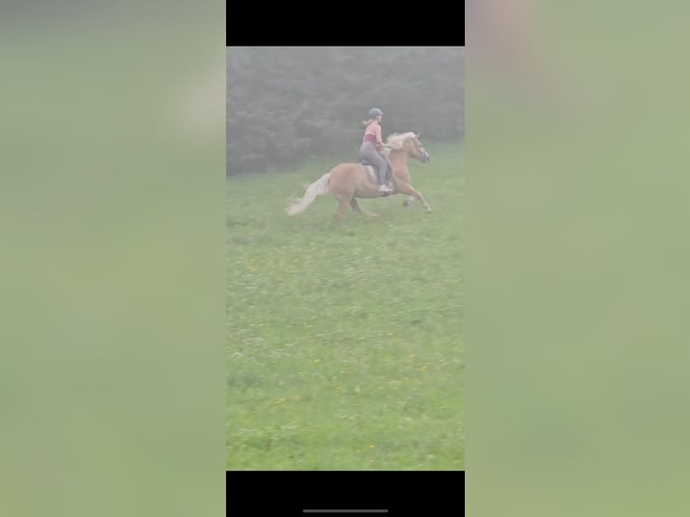 Haflinger Wallach 9 Jahre 150 cm Fuchs in Moosburh