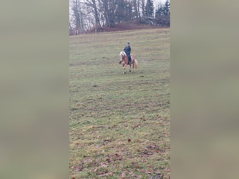 Haflinger Wallach 9 Jahre 150 cm Fuchs in Moosburh