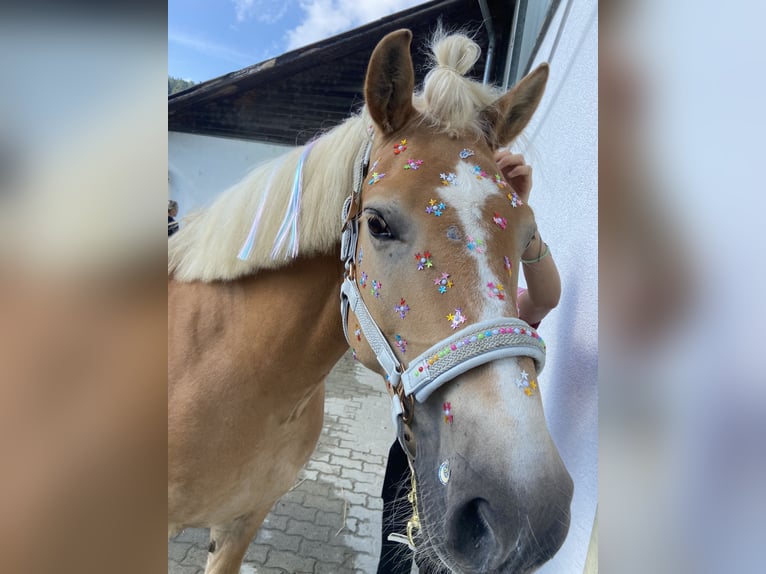 Haflinger Wallach 9 Jahre 150 cm Fuchs in Moosburh