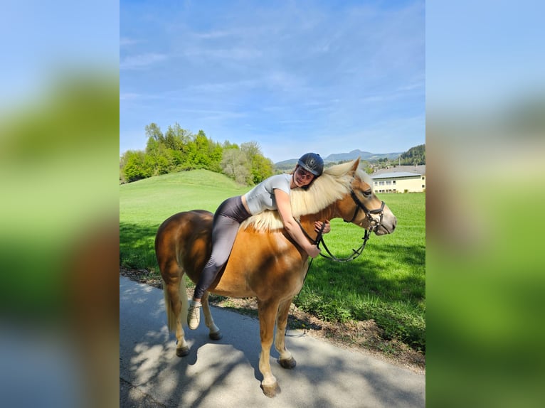 Haflinger Wallach 9 Jahre 150 cm Fuchs in Moosburh