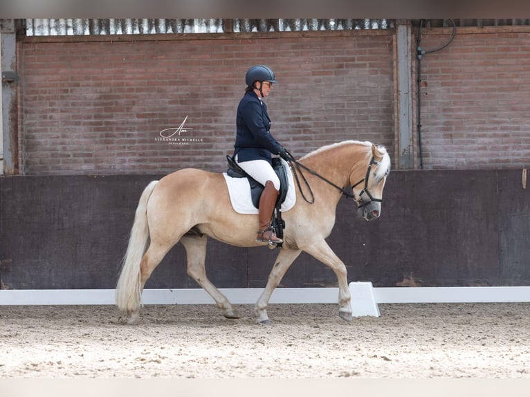 Haflinger Wallach 9 Jahre 150 cm Palomino in Purmerend
