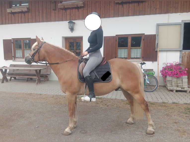 Haflinger Wallach 9 Jahre 151 cm Fuchs in Oberostendorf