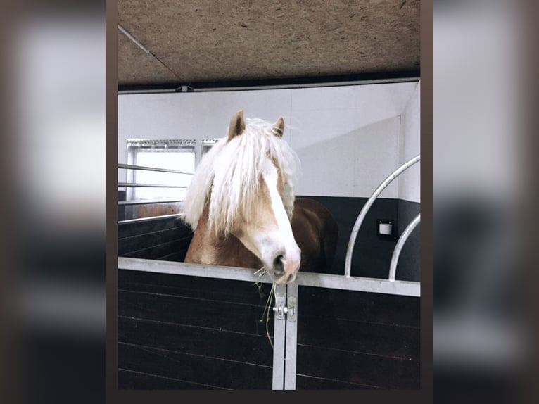 Haflinger Wallach 9 Jahre 152 cm in Zistersdorf