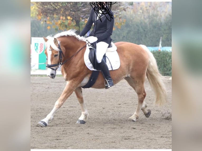 Haflinger Wallach 9 Jahre 152 cm Fuchs in Vogau
