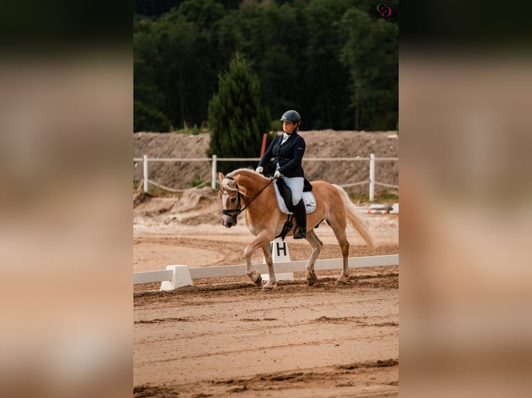 Haflinger Wallach 9 Jahre 153 cm Fuchs in Kirchbach