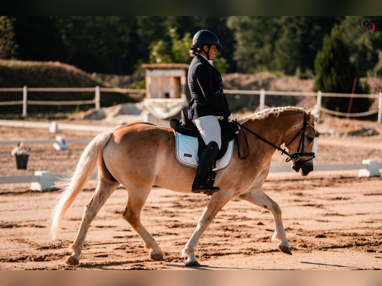 Haflinger Wallach 9 Jahre 153 cm Fuchs in Kirchbach
