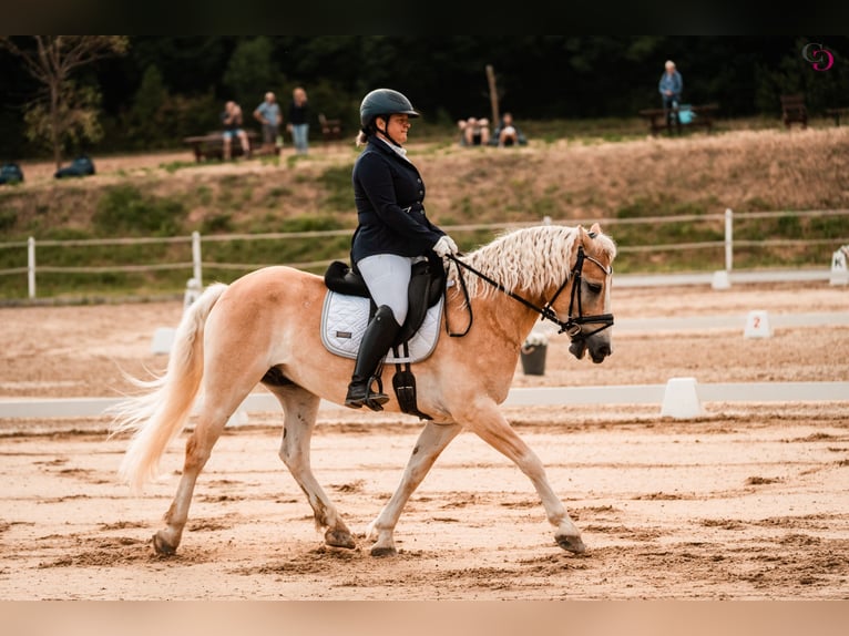 Haflinger Wallach 9 Jahre 153 cm Fuchs in Kirchbach