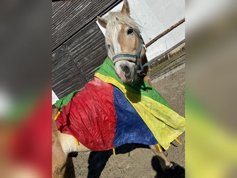Haflinger Wallach 9 Jahre 153 cm Fuchs in Kirchbach