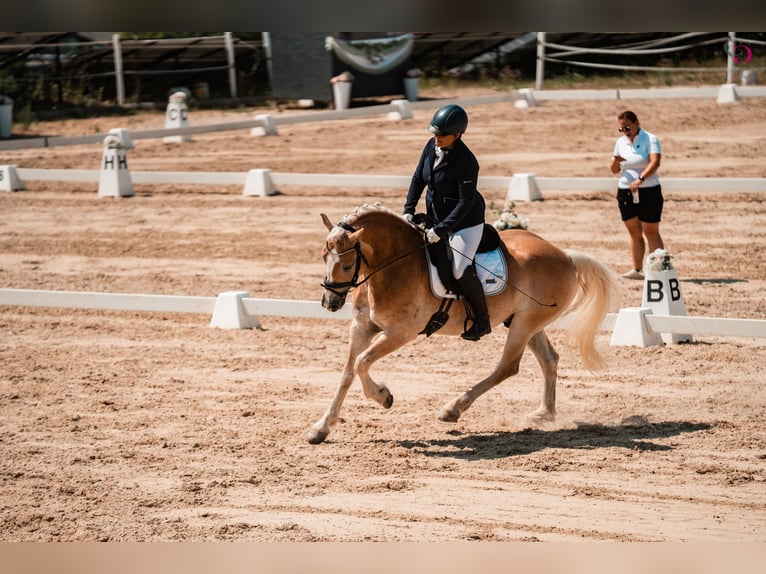 Haflinger Wallach 9 Jahre 153 cm Fuchs in Kirchbach
