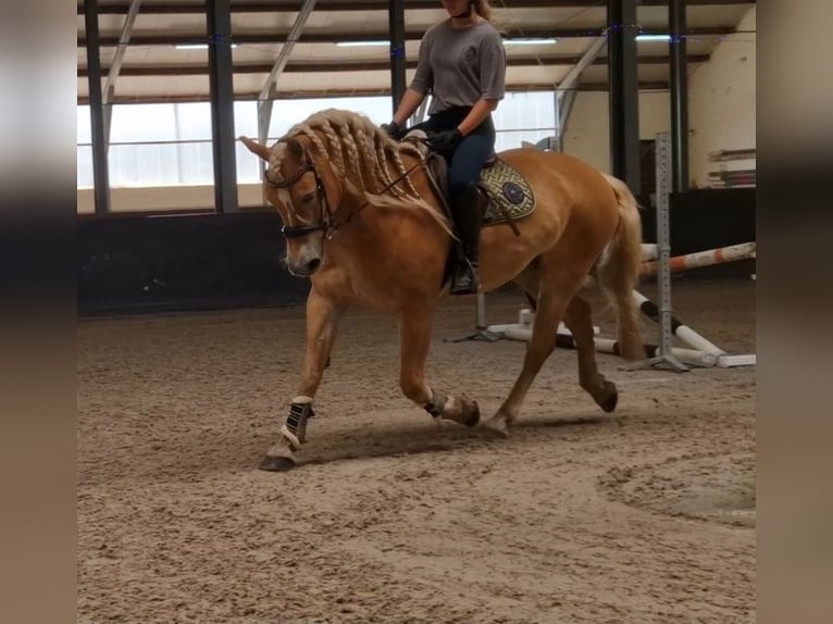 Haflinger Wallach 9 Jahre 153 cm Fuchs in Kaldenkirchen
