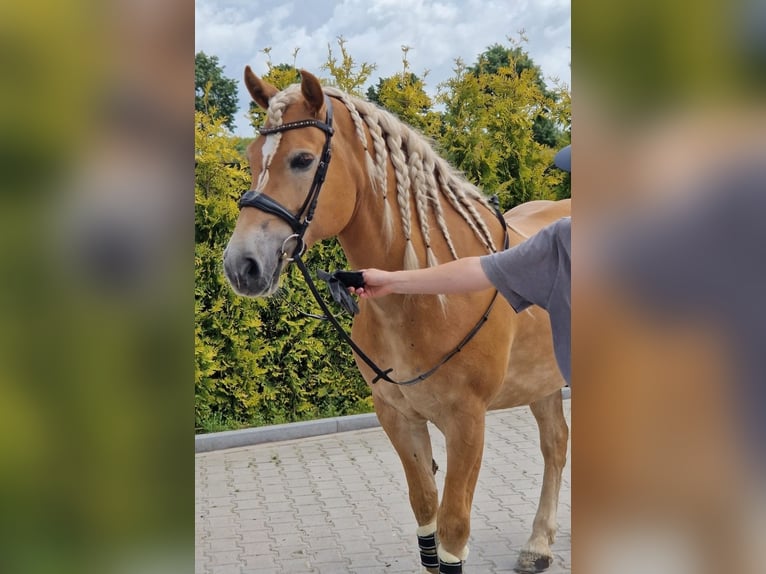 Haflinger Wallach 9 Jahre 153 cm Fuchs in Kaldenkirchen