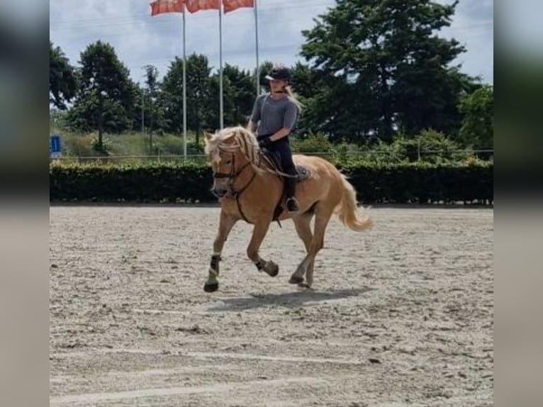 Haflinger Wallach 9 Jahre 153 cm Fuchs in Kaldenkirchen