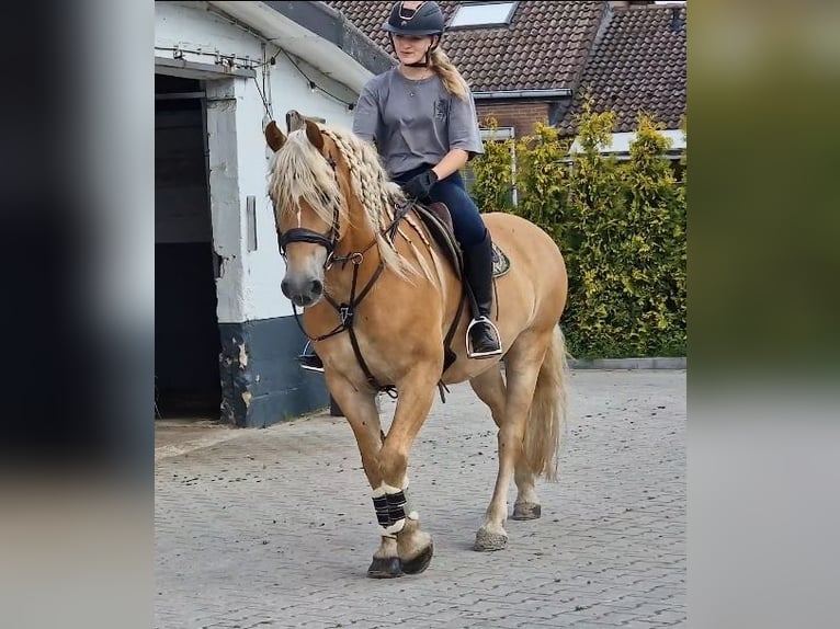 Haflinger Wallach 9 Jahre 153 cm Fuchs in Kaldenkirchen
