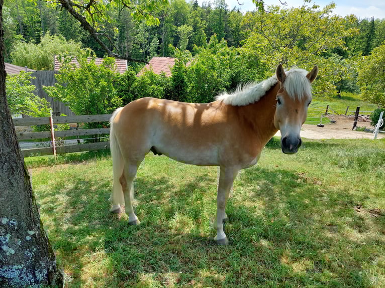 Haflinger Wallach 9 Jahre 153 cm Fuchs in Ternitz