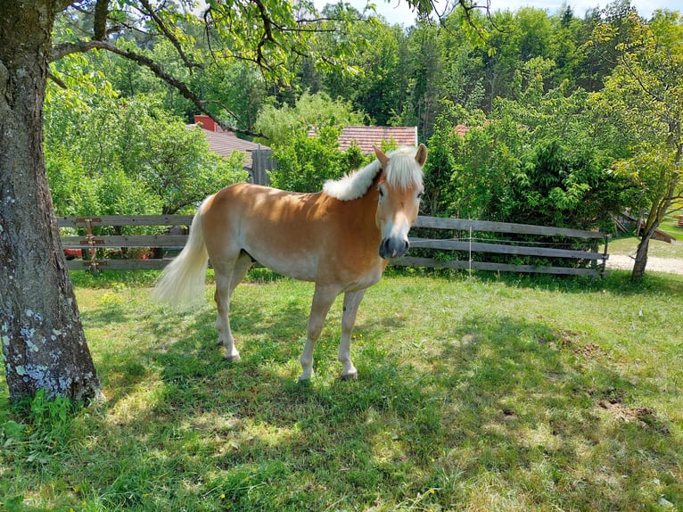 Haflinger Wallach 9 Jahre 153 cm Fuchs in Ternitz