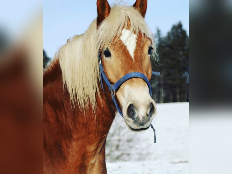 Haflinger Wallach 9 Jahre 153 cm Rotfuchs in Mettmach