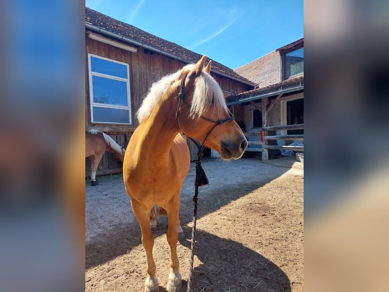 Haflinger Wallach 9 Jahre 155 cm  in Lauf an der Pegnitz