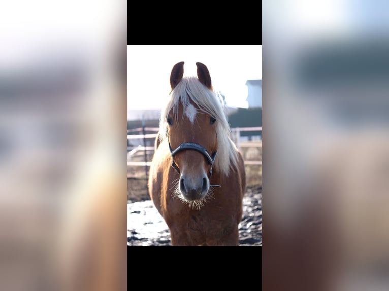 Haflinger Wallach 9 Jahre 155 cm  in Lauf an der Pegnitz