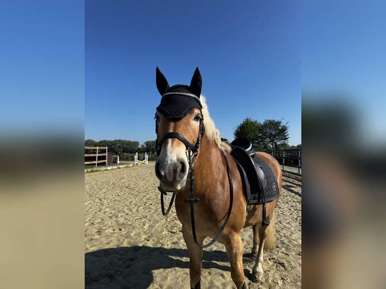 Haflinger Wallach 9 Jahre 155 cm Fuchs in Soest