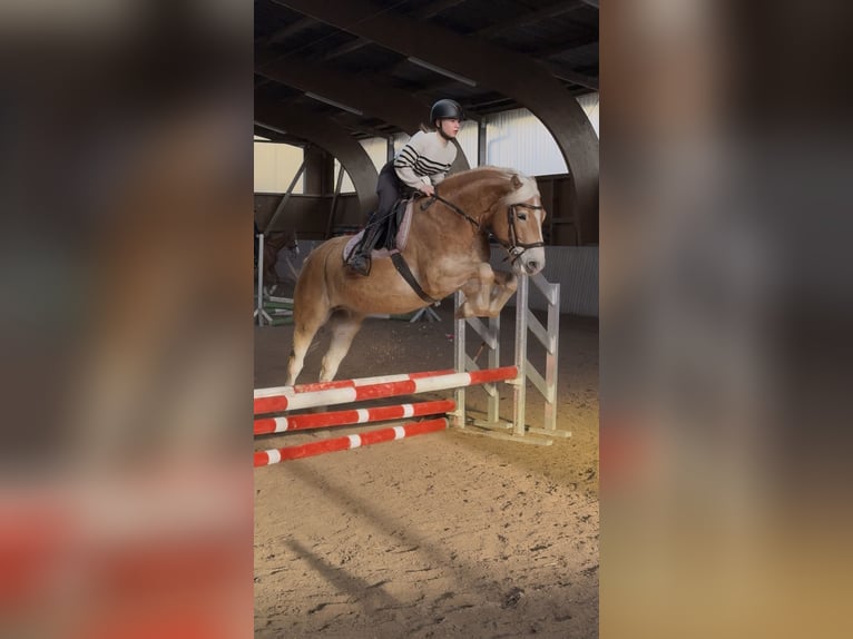 Haflinger Wallach 9 Jahre 155 cm Fuchs in Schenklengsfeld