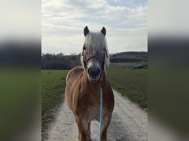 Haflinger Wallach 9 Jahre 155 cm Palomino in Sulzfeld