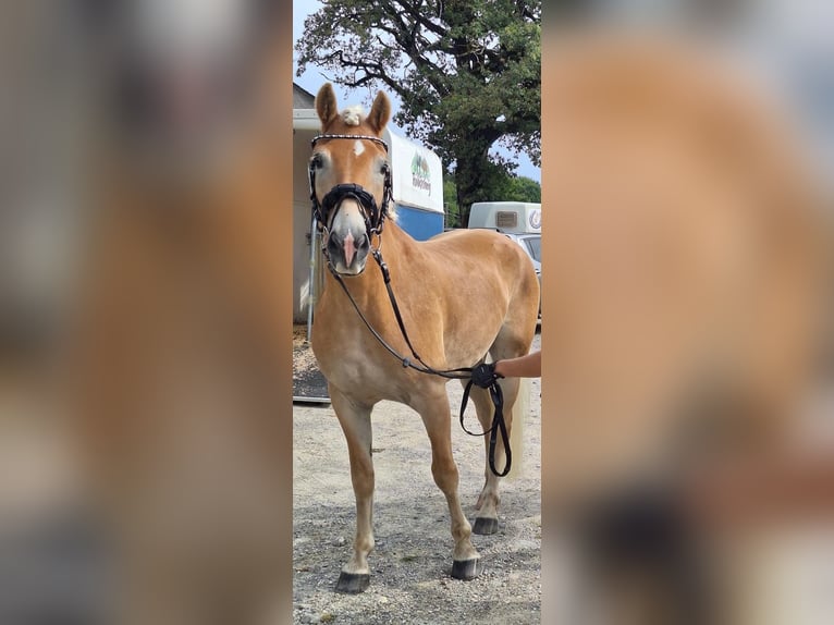 Haflinger Wallach 9 Jahre 156 cm in St. Andrä