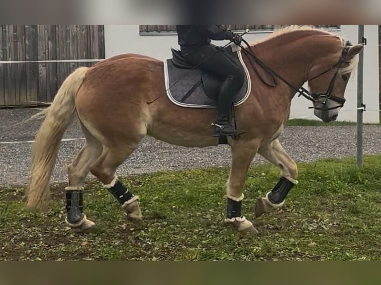 Haflinger Wallach 9 Jahre 156 cm in St. Andrä