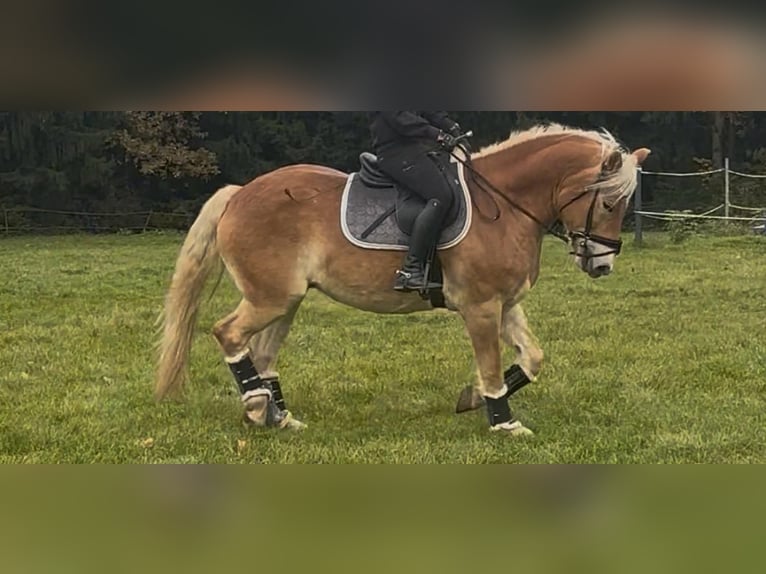 Haflinger Wallach 9 Jahre 156 cm in St. Andrä