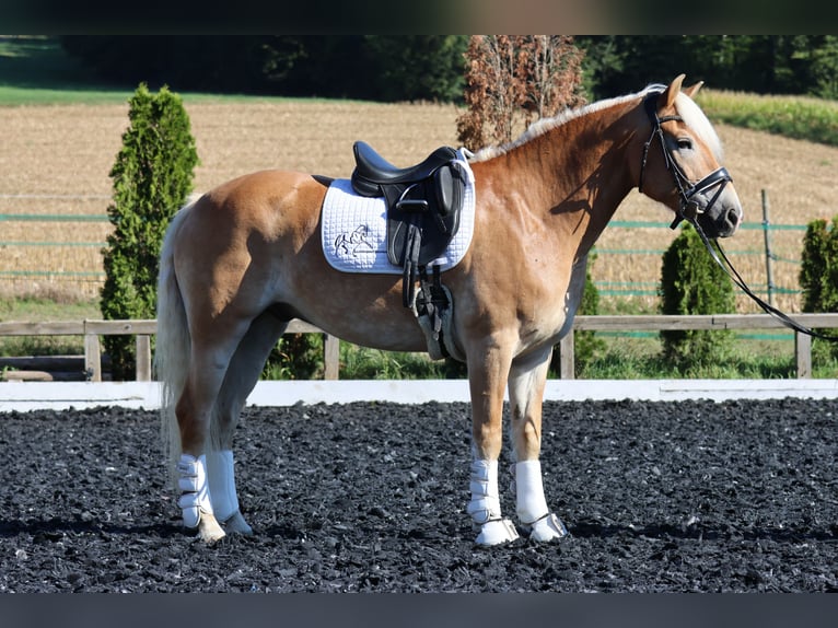 Haflinger Wallach 9 Jahre 156 cm Fuchs in St Marein bei Graz