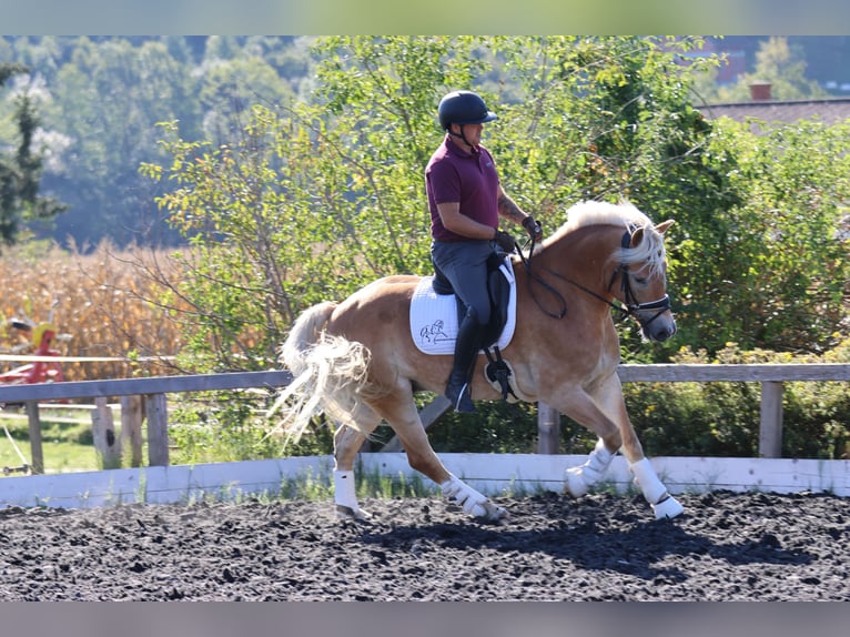 Haflinger Wallach 9 Jahre 156 cm Fuchs in St Marein bei Graz