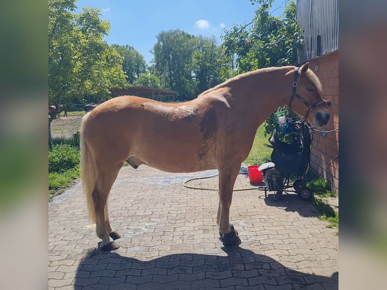 Haflinger Wallach 9 Jahre 156 cm Fuchs in Borstel