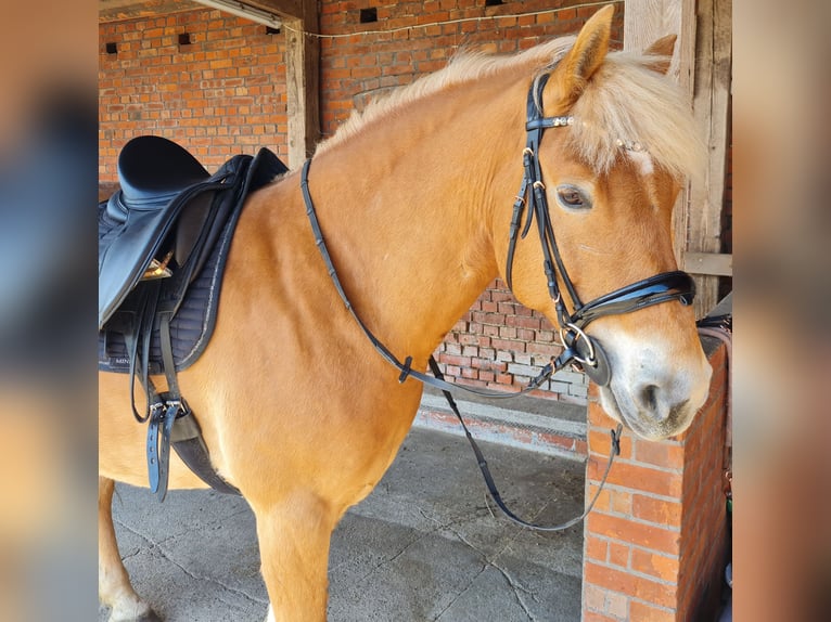 Haflinger Wallach 9 Jahre 156 cm Fuchs in Borstel