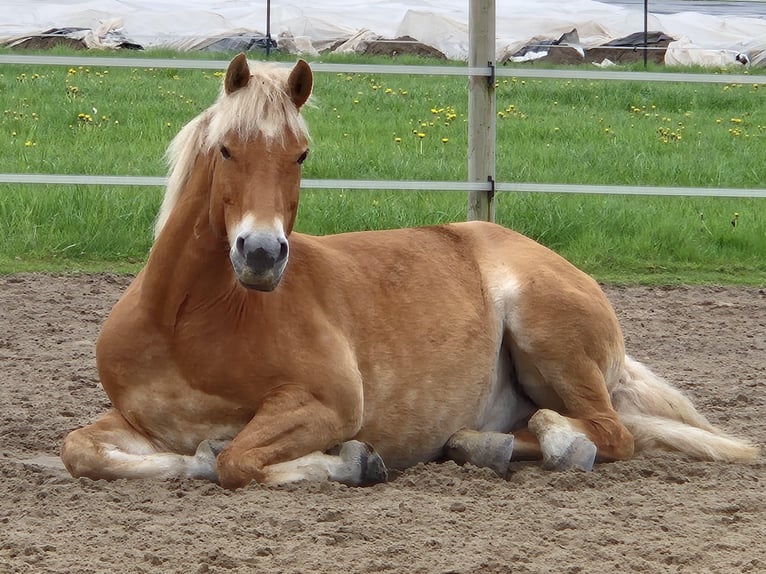 Haflinger Wallach 9 Jahre 156 cm Fuchs in Borstel
