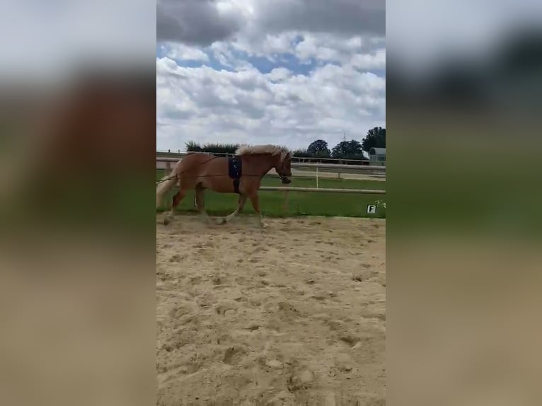 Haflinger Wallach 9 Jahre 156 cm Fuchs in Borstel
