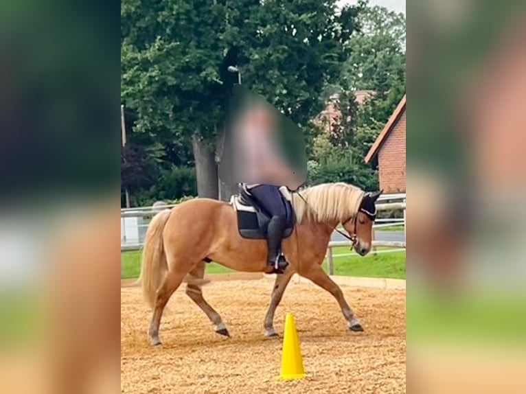 Haflinger Wallach 9 Jahre 156 cm Fuchs in Borstel