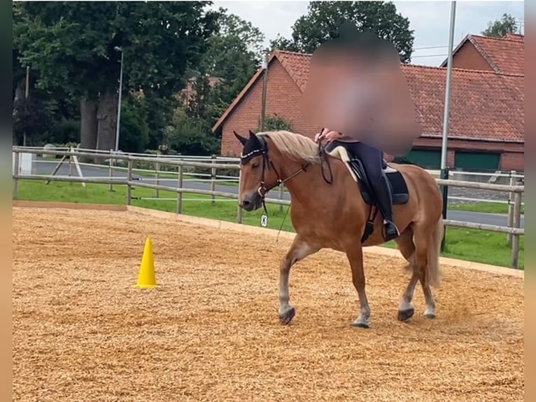 Haflinger Wallach 9 Jahre 156 cm Fuchs in Borstel