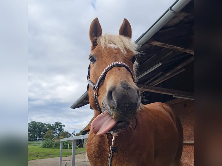 Haflinger Wallach 9 Jahre 156 cm Fuchs in Borstel